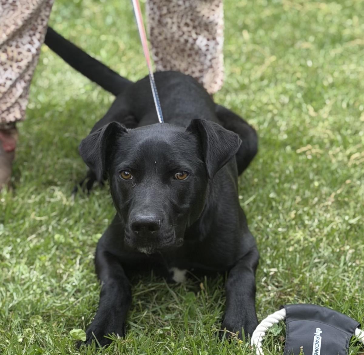Enlarge Toby, a Adoptable mixed breed in Locust Fork, AL image 2/3