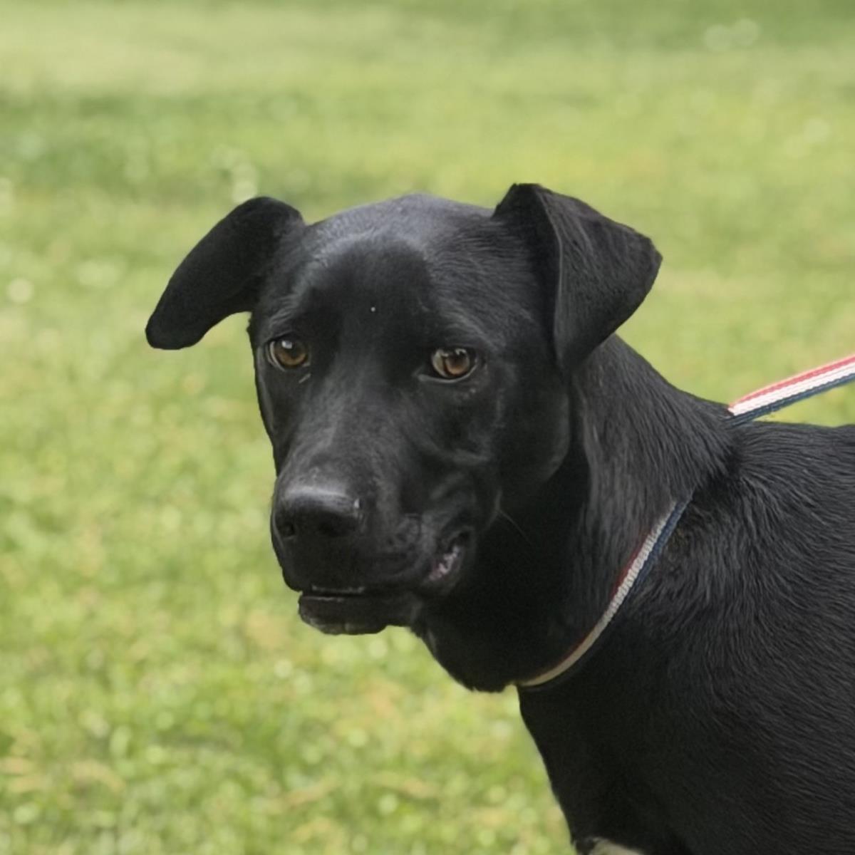 Enlarge Toby, a Adoptable mixed breed in Locust Fork, AL image 3/3