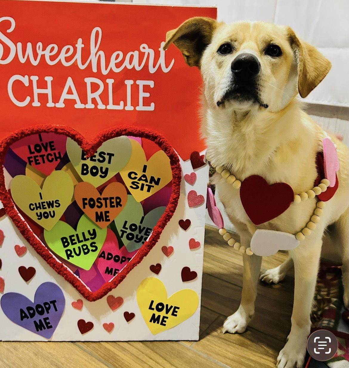 Enlarge Charlie the man the legend, a Adoptable Labrador Retriever in Elizabethtown, PA image 1/3