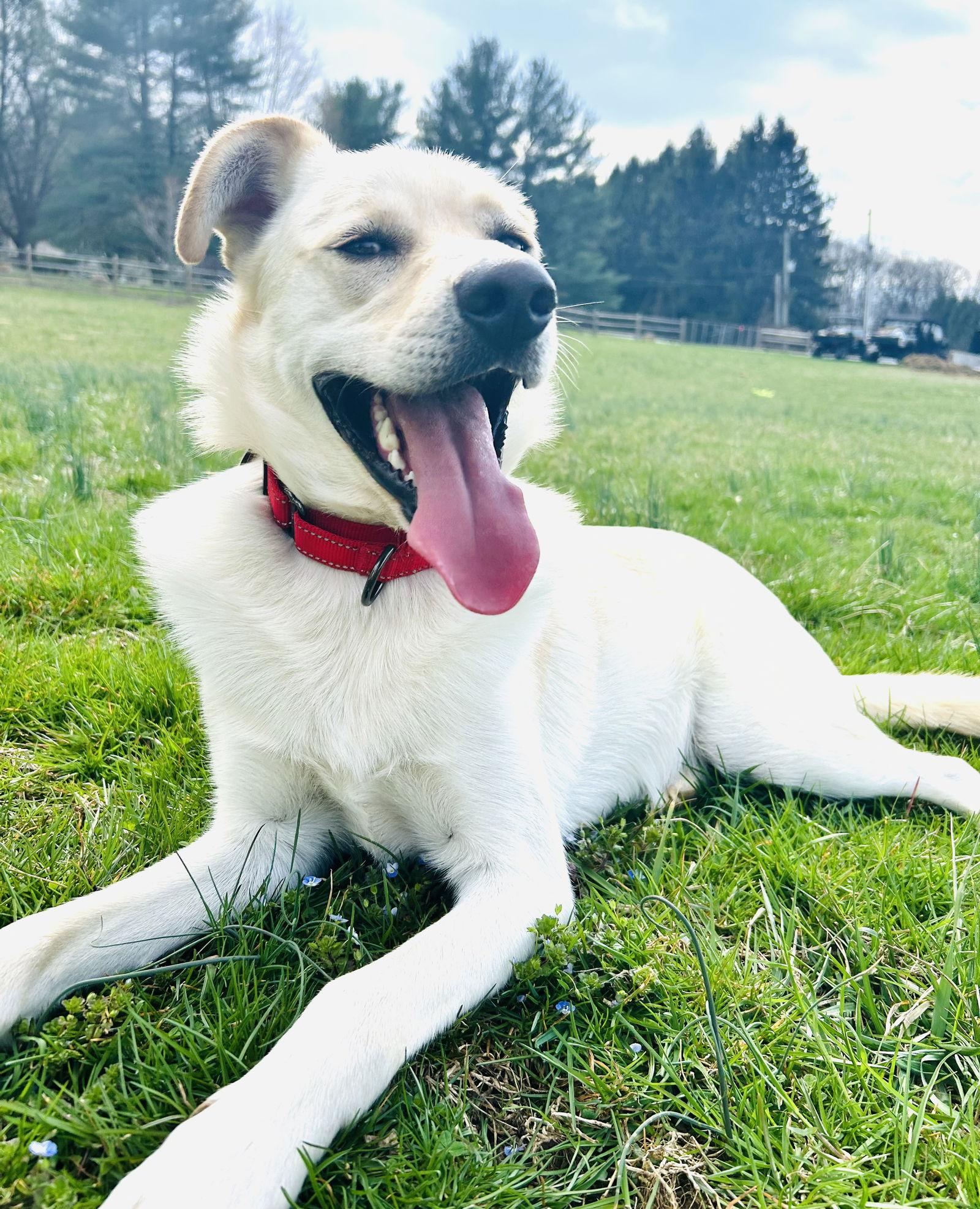 Enlarge Charlie the man the legend, a Adoptable Labrador Retriever in Elizabethtown, PA image 1/3