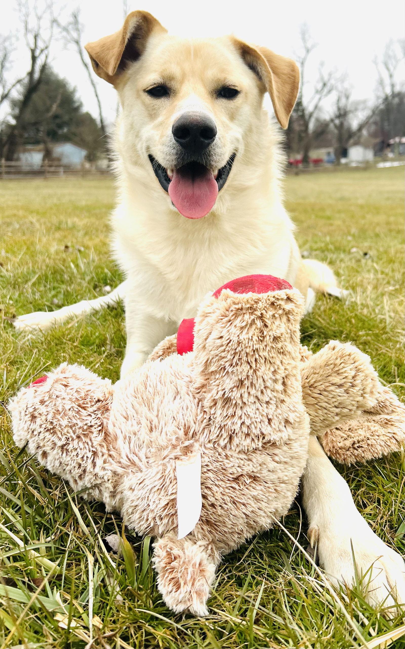 Enlarge Charlie the man the legend, a Adoptable Labrador Retriever in Elizabethtown, PA image 2/3