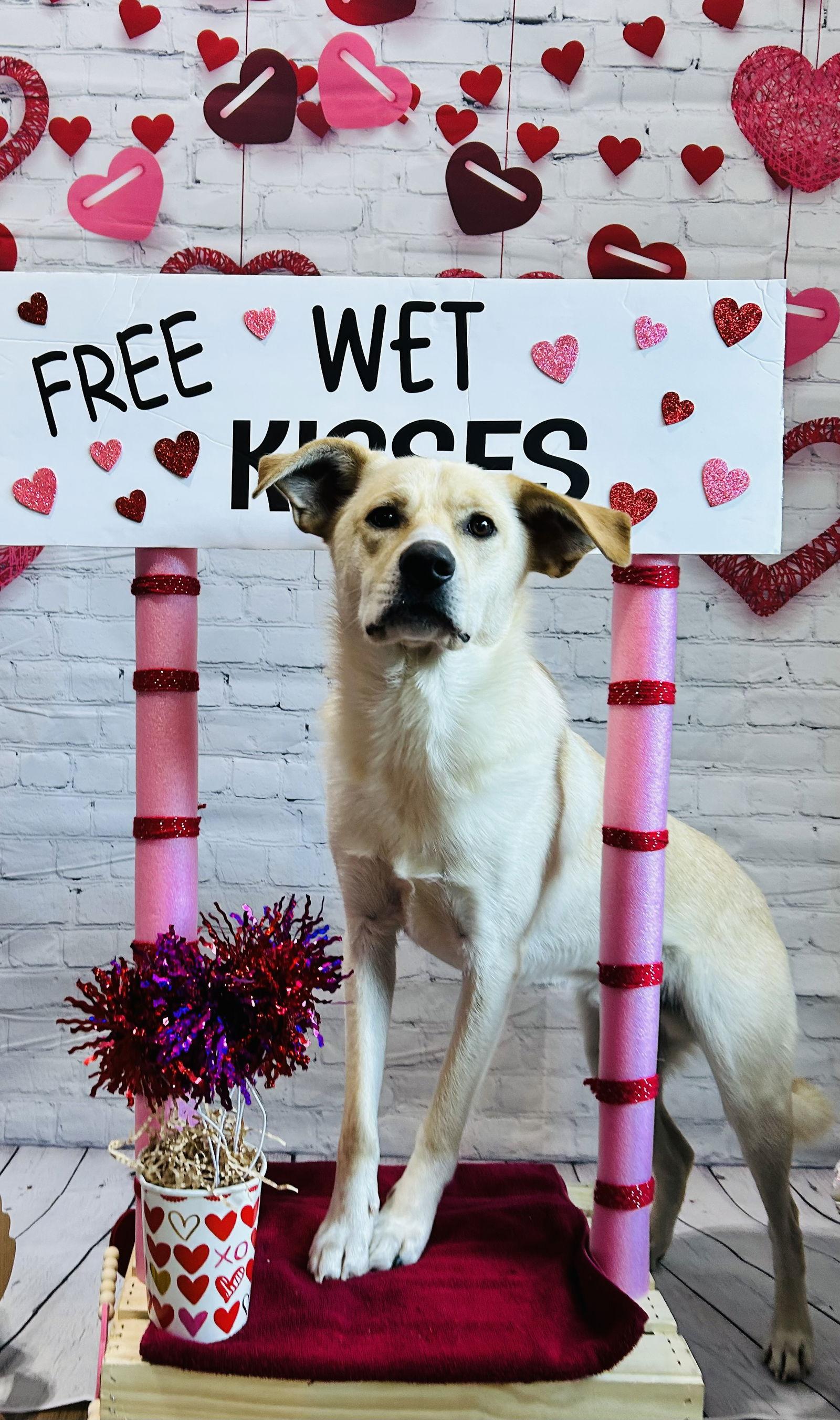 Enlarge Charlie the man the legend, a Adoptable Labrador Retriever in Elizabethtown, PA image 3/3