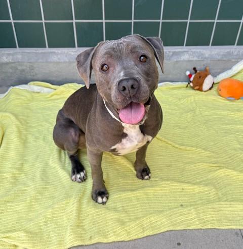 Enlarge TIMBER, a Adoptable Pit Bull Terrier in Rancho Cucamonga, CA image 1/1