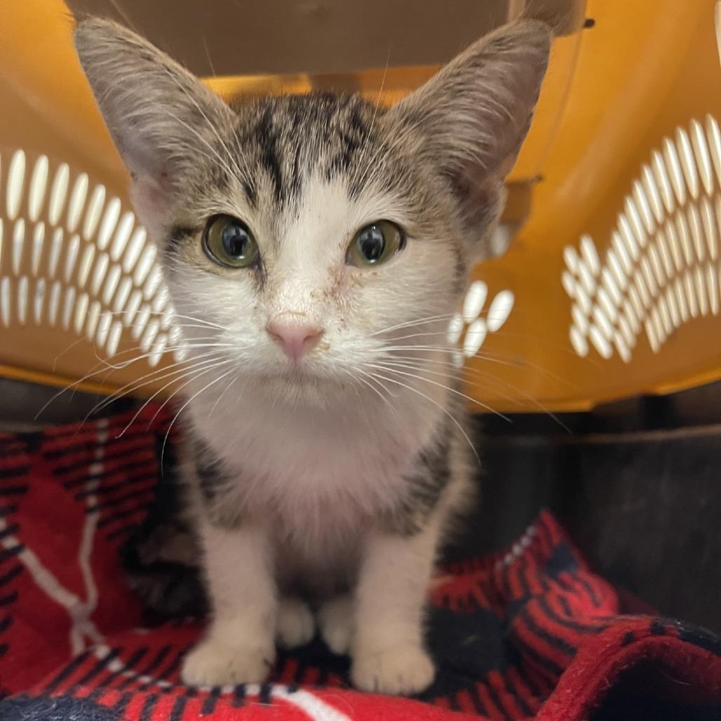 Enlarge Bud, a Adoptable Domestic Short Hair in Albert Lea, MN image 1/1