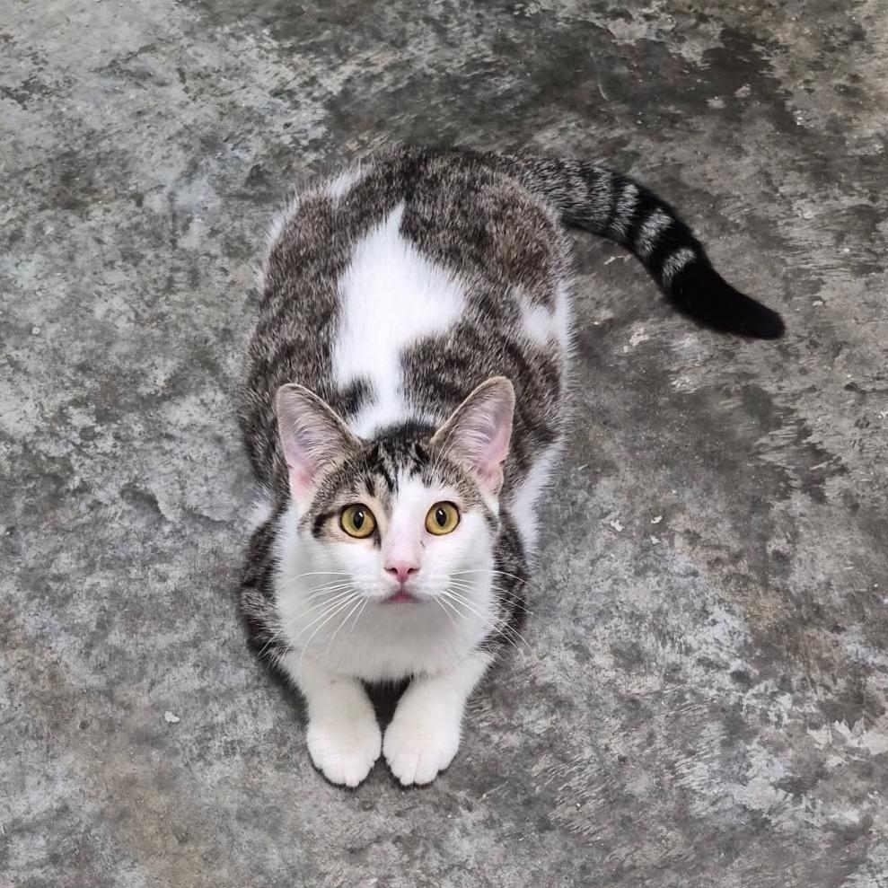 Enlarge Bud, a Adoptable Domestic Short Hair in Albert Lea, MN image 2/2