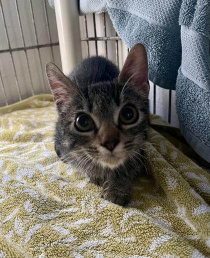Guppy, adoptable, Young Female Domestic Short Hair.