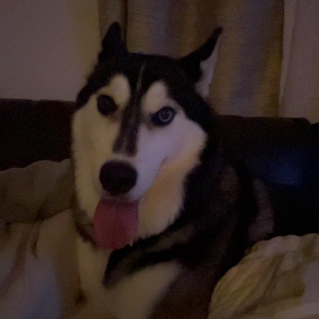 Elsa, a Adoptable Siberian Husky in Lynchburg, VA image 1/2