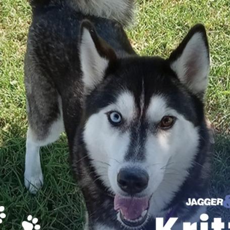 Elsa, a Adoptable Siberian Husky in Lynchburg, VA image 2/2