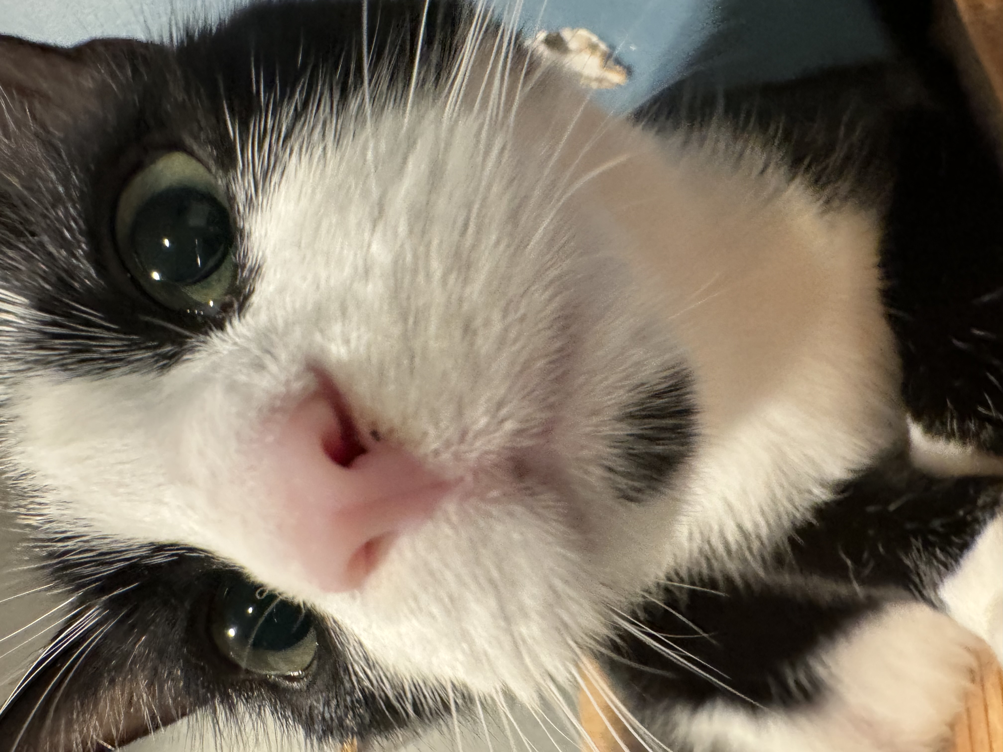 Enlarge Gemini, a Adoptable Domestic Short Hair in Levittown, PA image 2/6