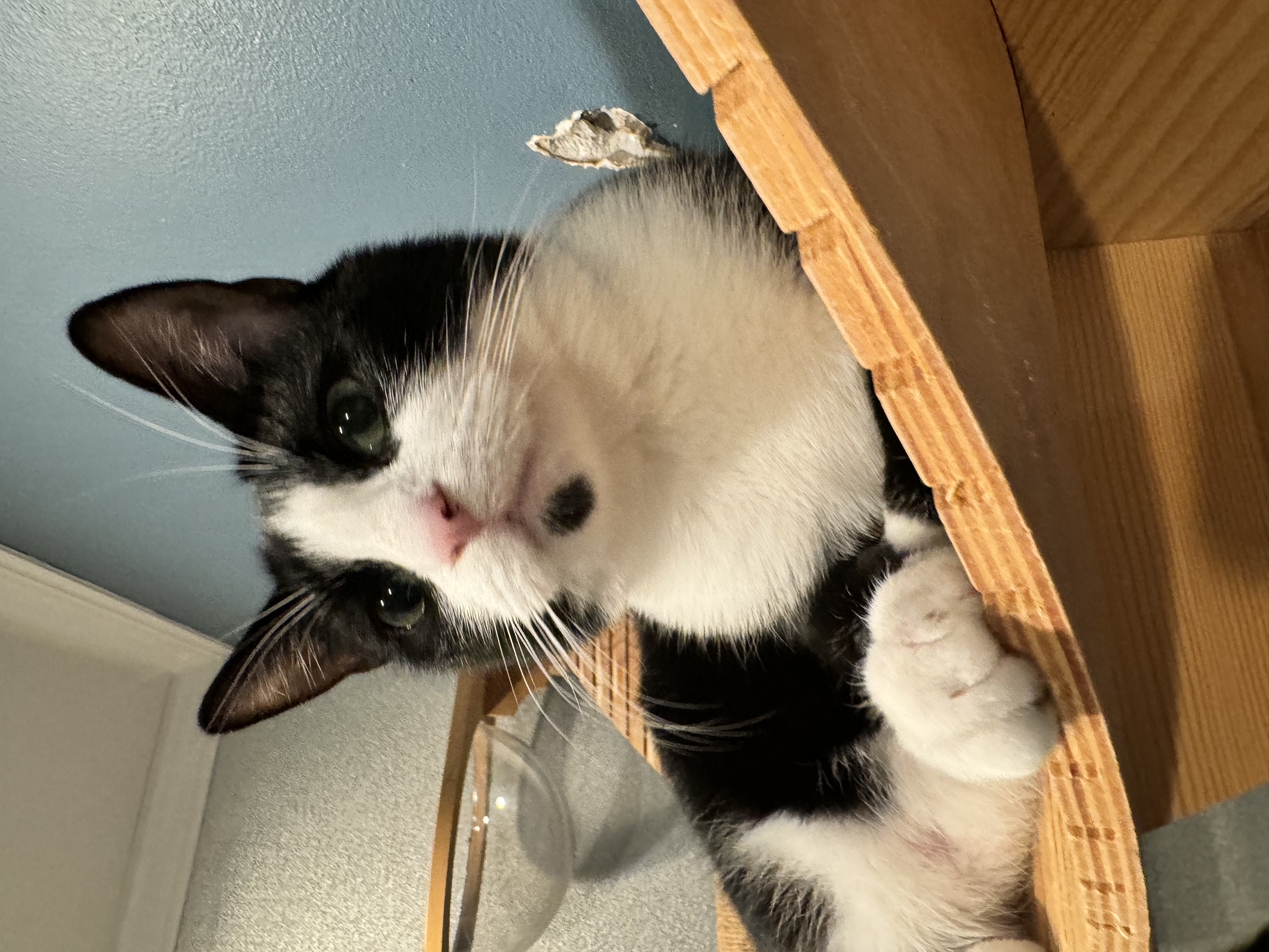 Enlarge Gemini, a Adoptable Domestic Short Hair in Levittown, PA image 3/6