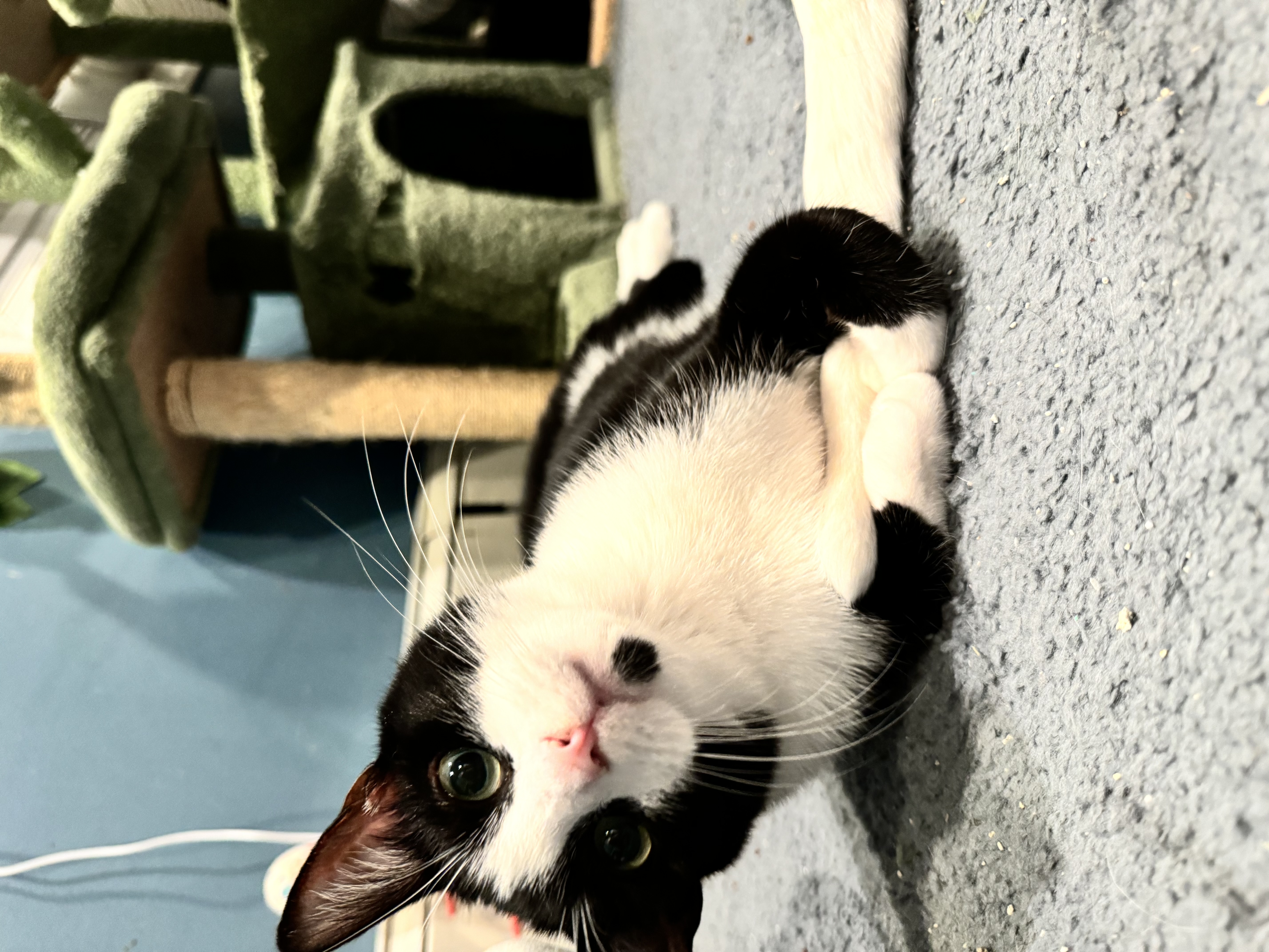 Enlarge Gemini, a Adoptable Domestic Short Hair in Levittown, PA image 4/6