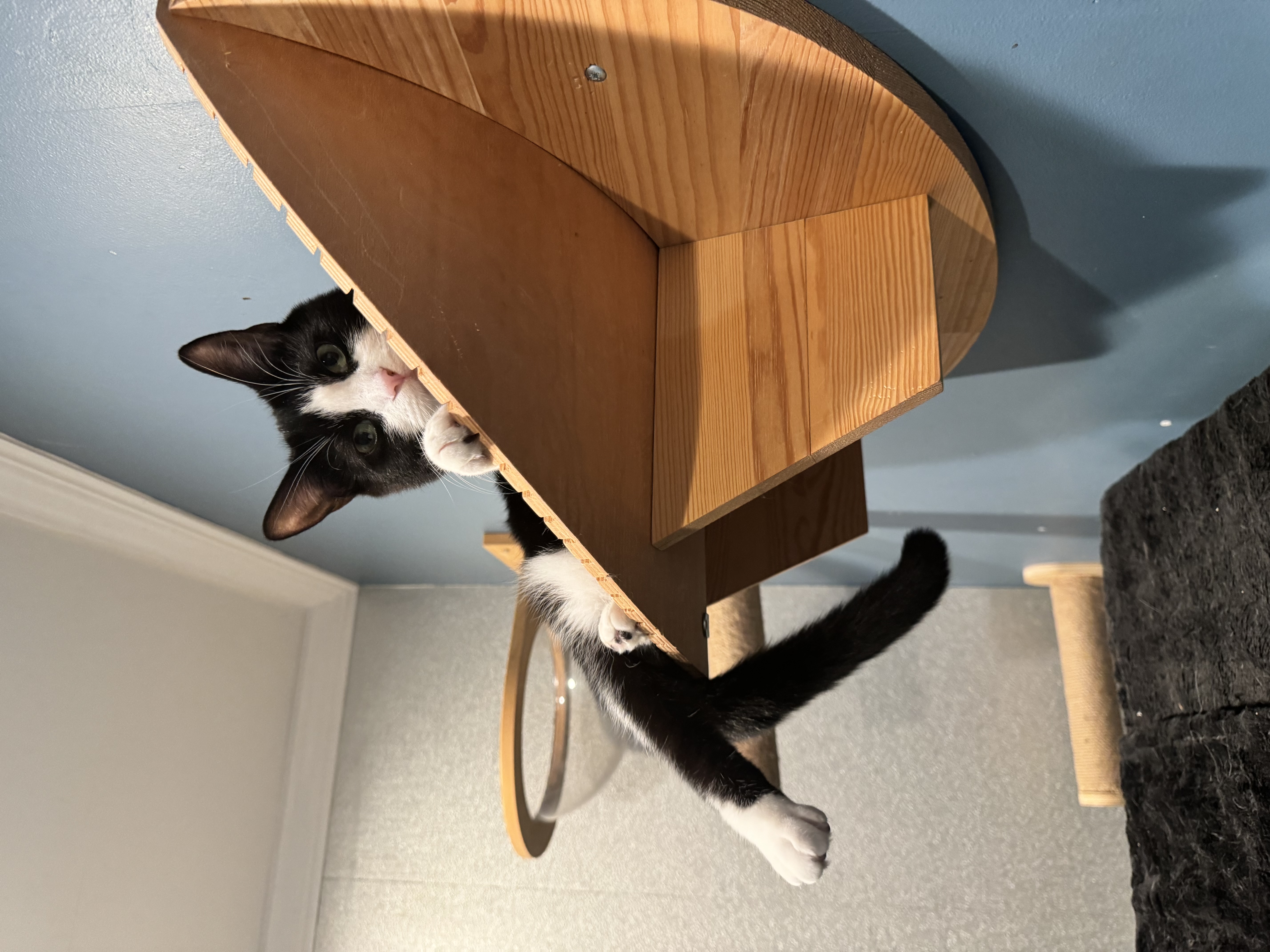 Enlarge Gemini, a Adoptable Domestic Short Hair in Levittown, PA image 5/6