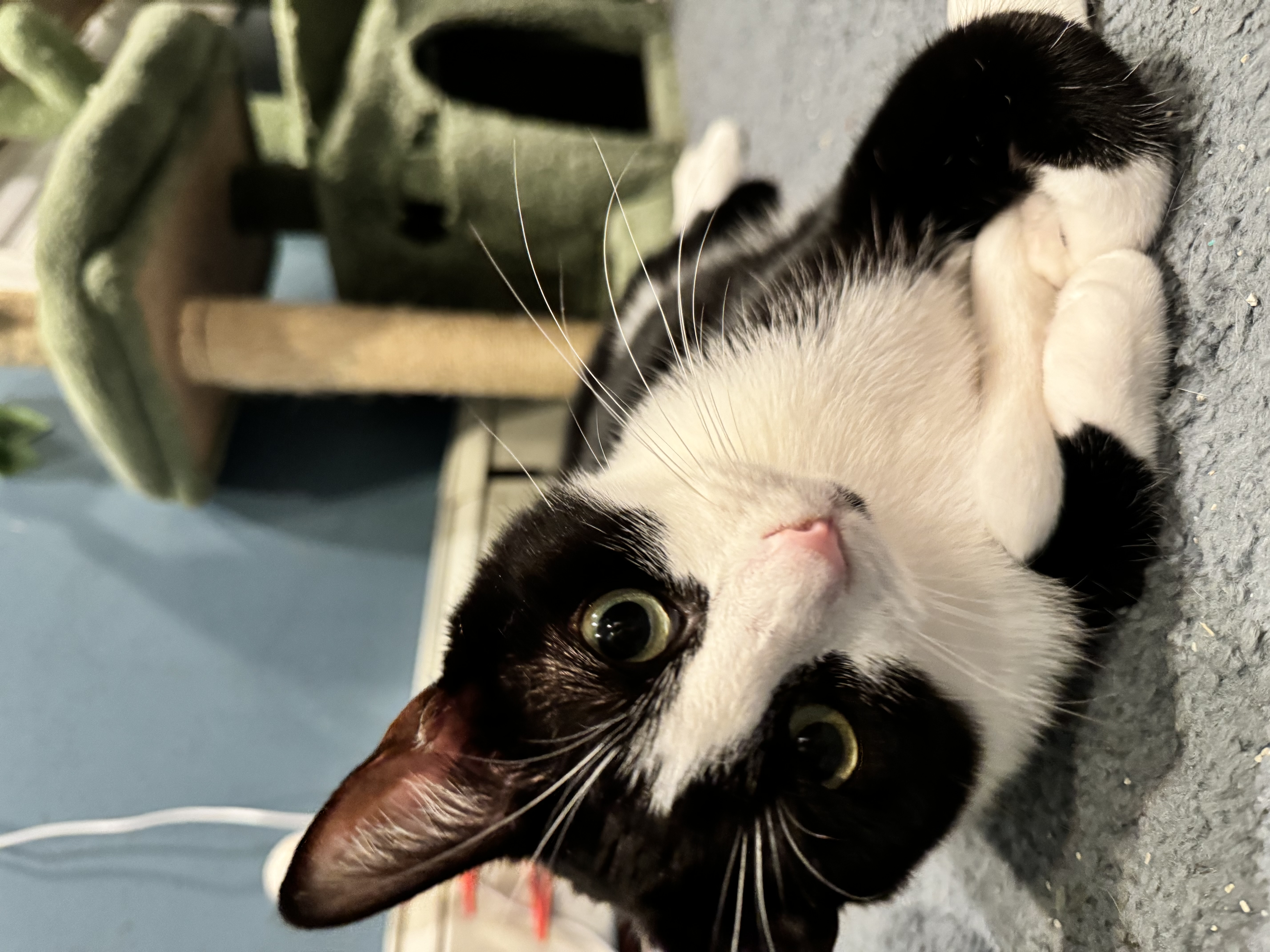 Gemini, Adoptable, Young Female Domestic Short Hair.