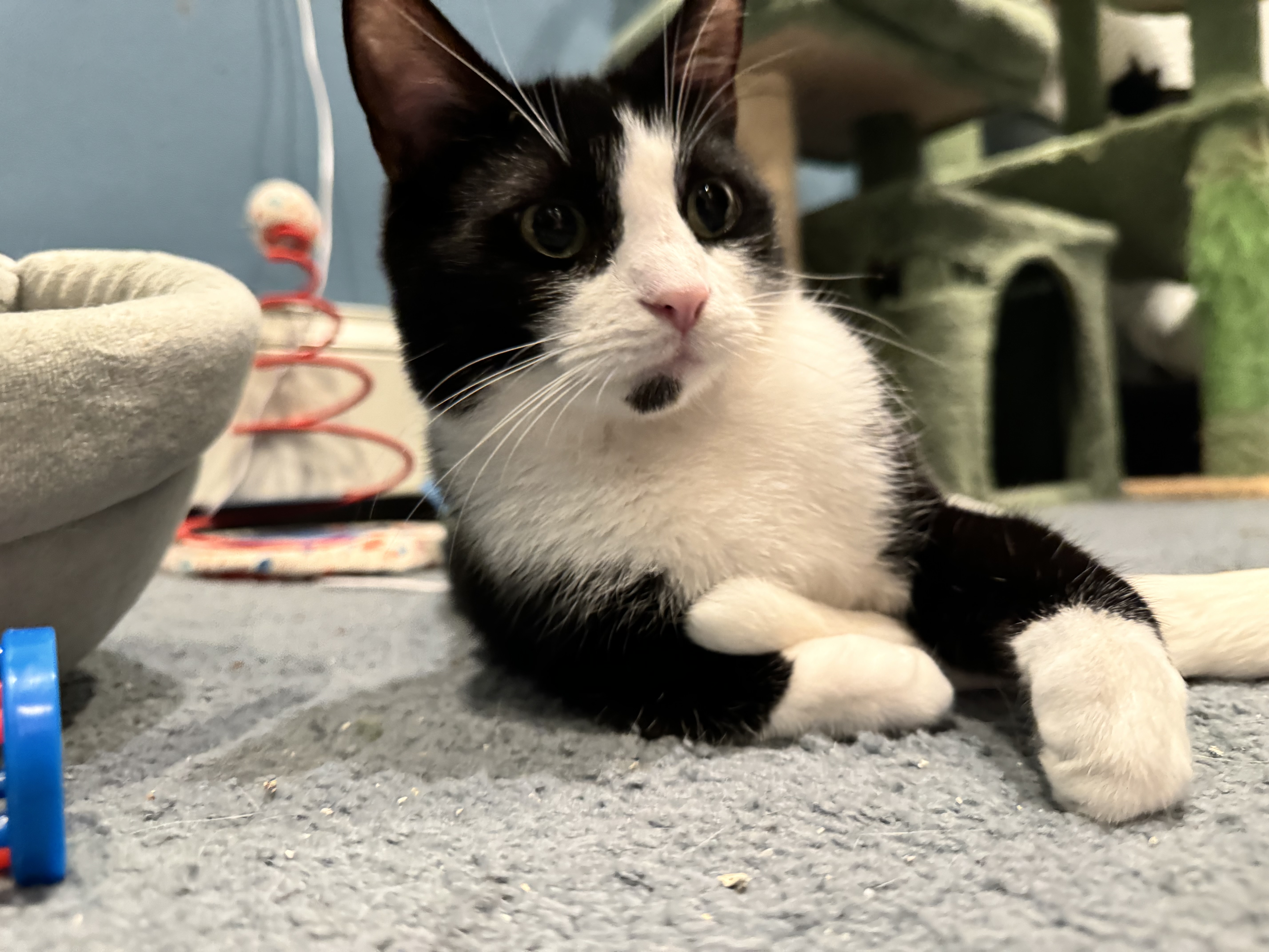 Enlarge Gemini, a Adoptable Domestic Short Hair in Levittown, PA image 6/6