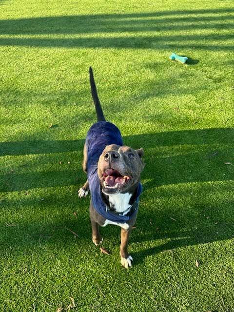 Enlarge Hoss, a Adoptable mixed breed in Calgary, AB image 1/3