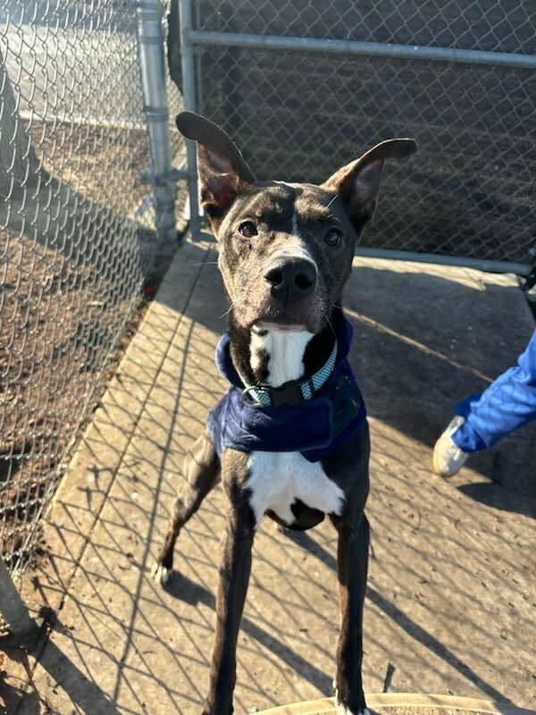 Enlarge Hoss, a Adoptable mixed breed in Calgary, AB image 2/3