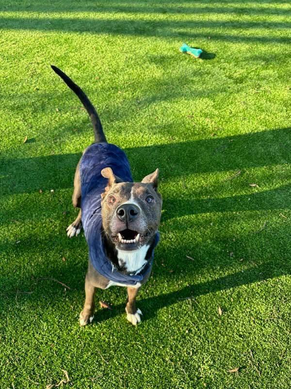 Enlarge Hoss, a Adoptable mixed breed in Calgary, AB image 3/3