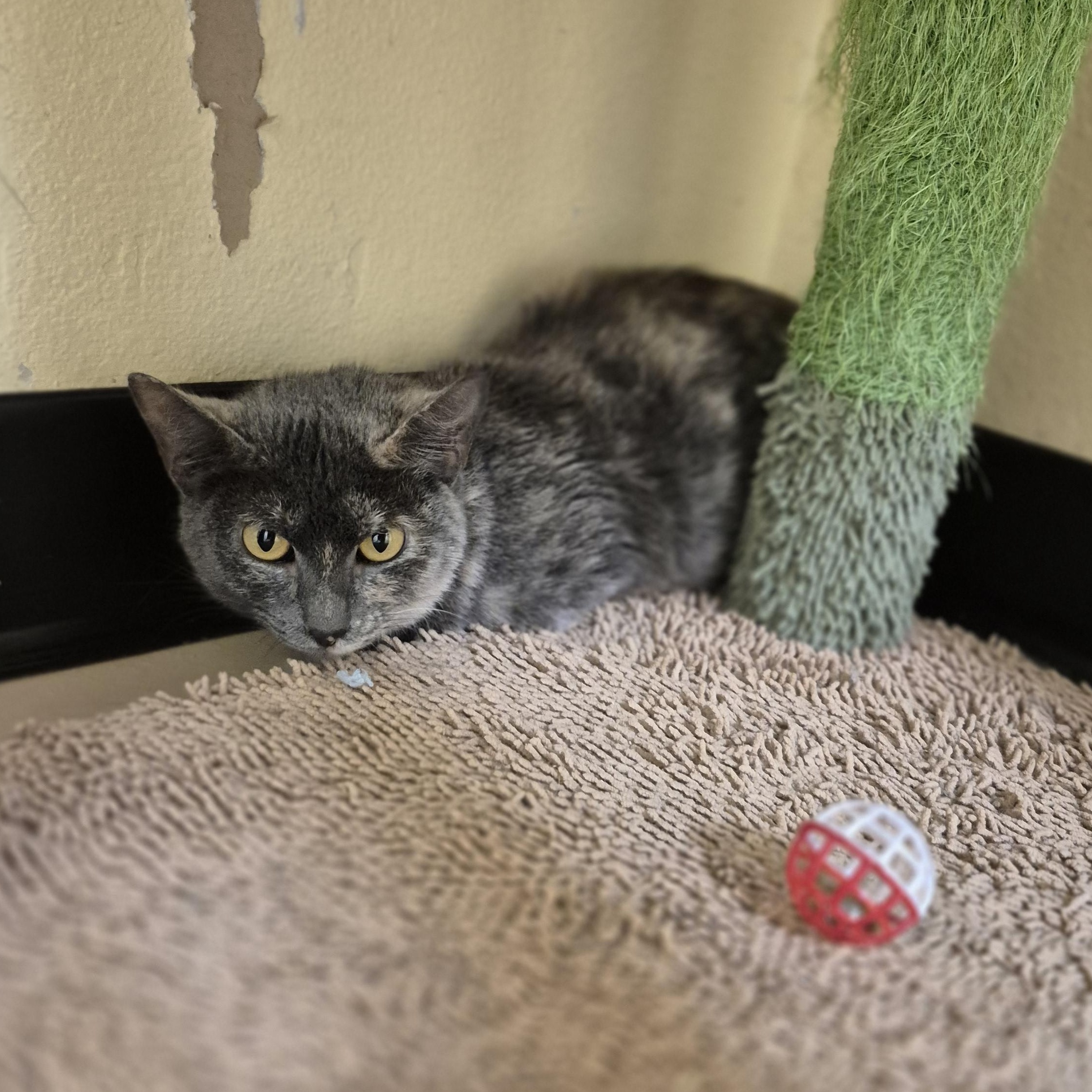 Silk, ADOPTABLE, Adult Female Domestic Short Hair.