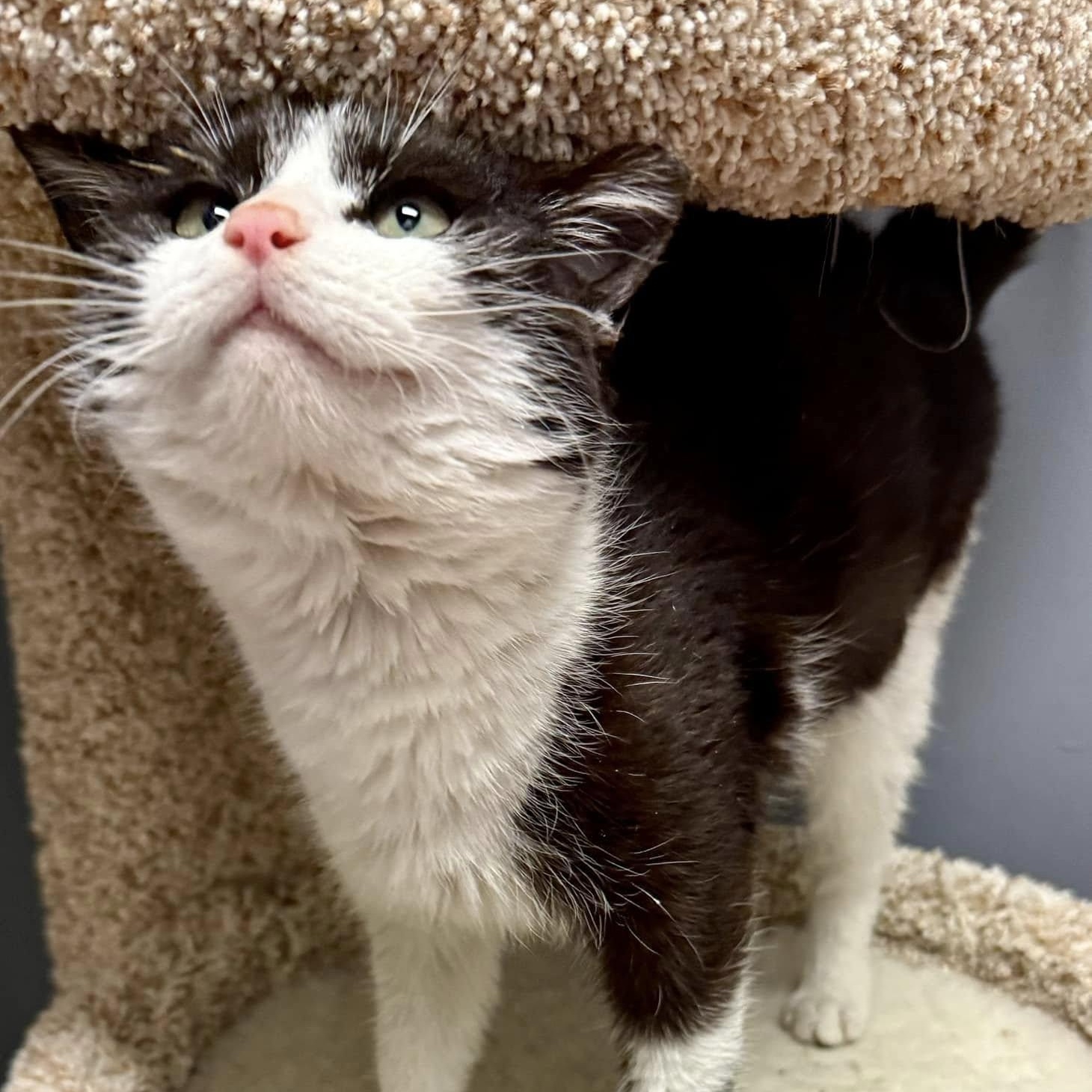 Sweet Pea, Adopted, Young Female Domestic Short Hair.