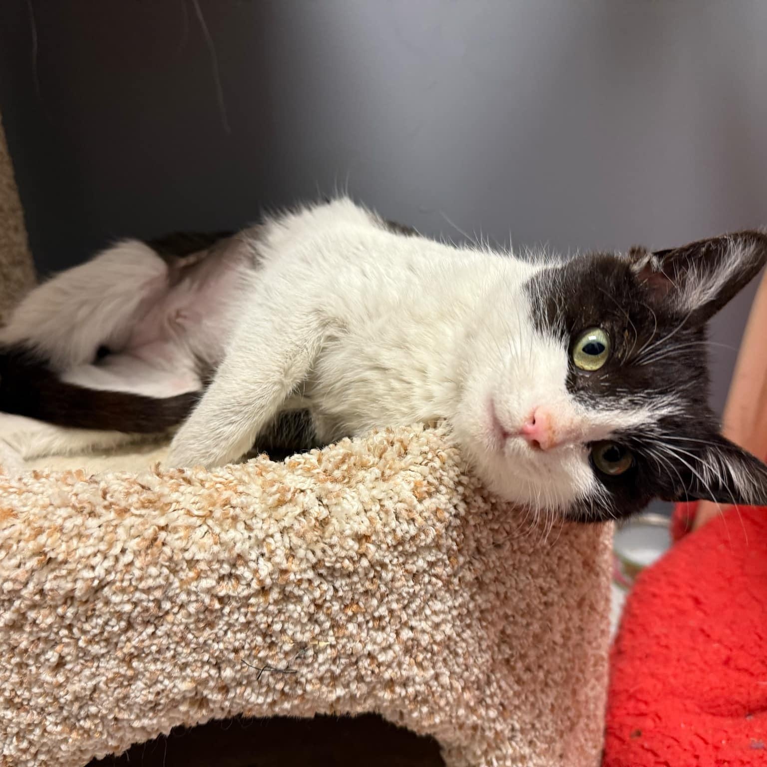 Sweet Pea, a Adopted Domestic Short Hair in Roanoke, VA image 3/3