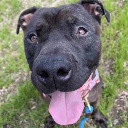 Dallas, Adoptable, Adult Male Pit Bull Terrier & Mixed Breed.