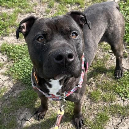 Enlarge Dallas, a Adoptable mixed breed in Wheaton, IL image 2/3