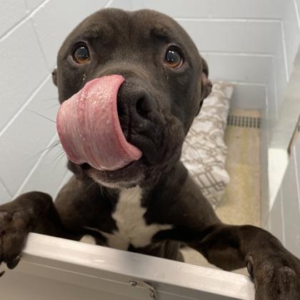 Enlarge Dallas, a Adoptable mixed breed in Wheaton, IL image 3/3