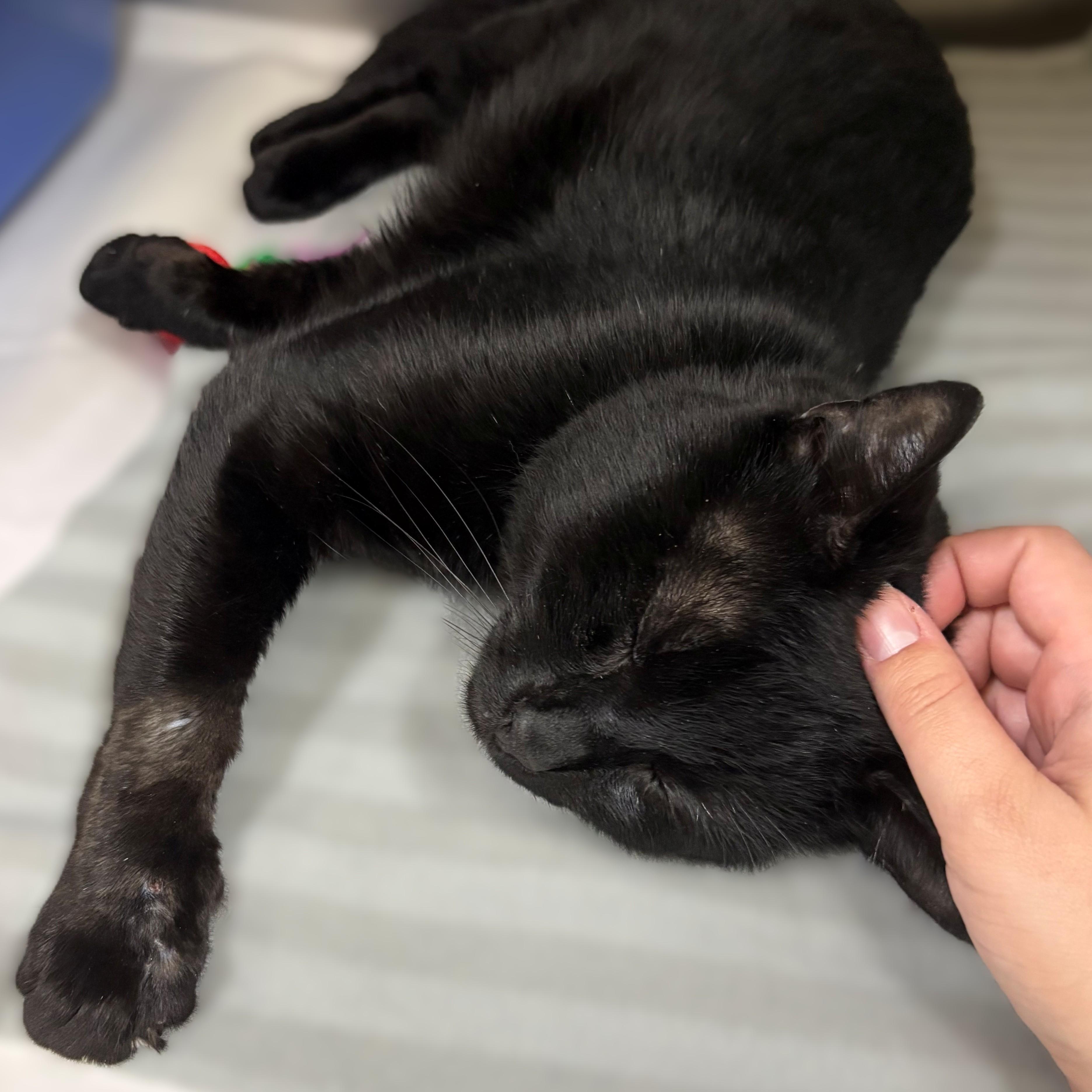 Enlarge Osiris- #51159, a ADOPTABLE Domestic Short Hair in Columbia, MD image 5/5
