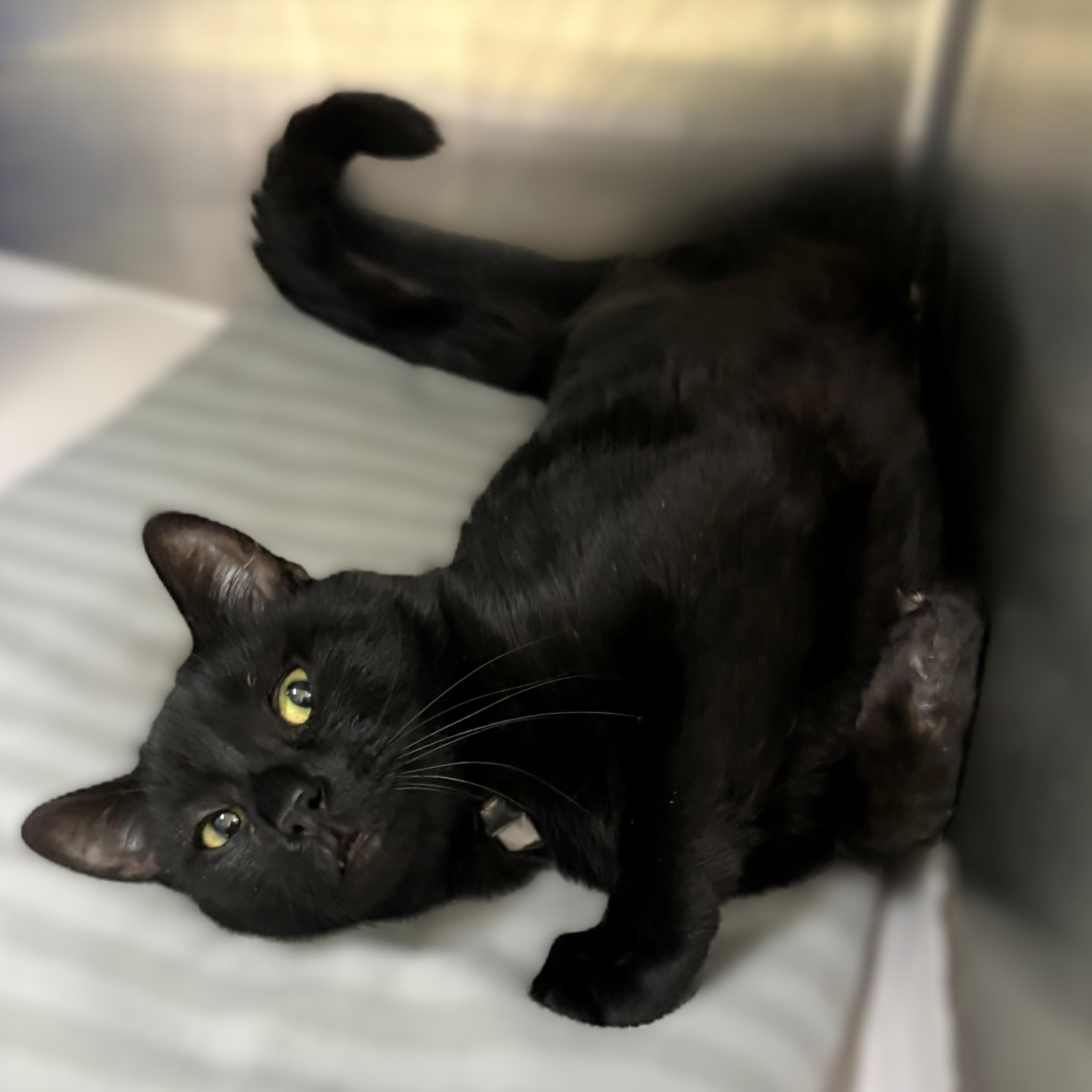Enlarge Osiris- #51159, a ADOPTABLE Domestic Short Hair in Columbia, MD image 4/5