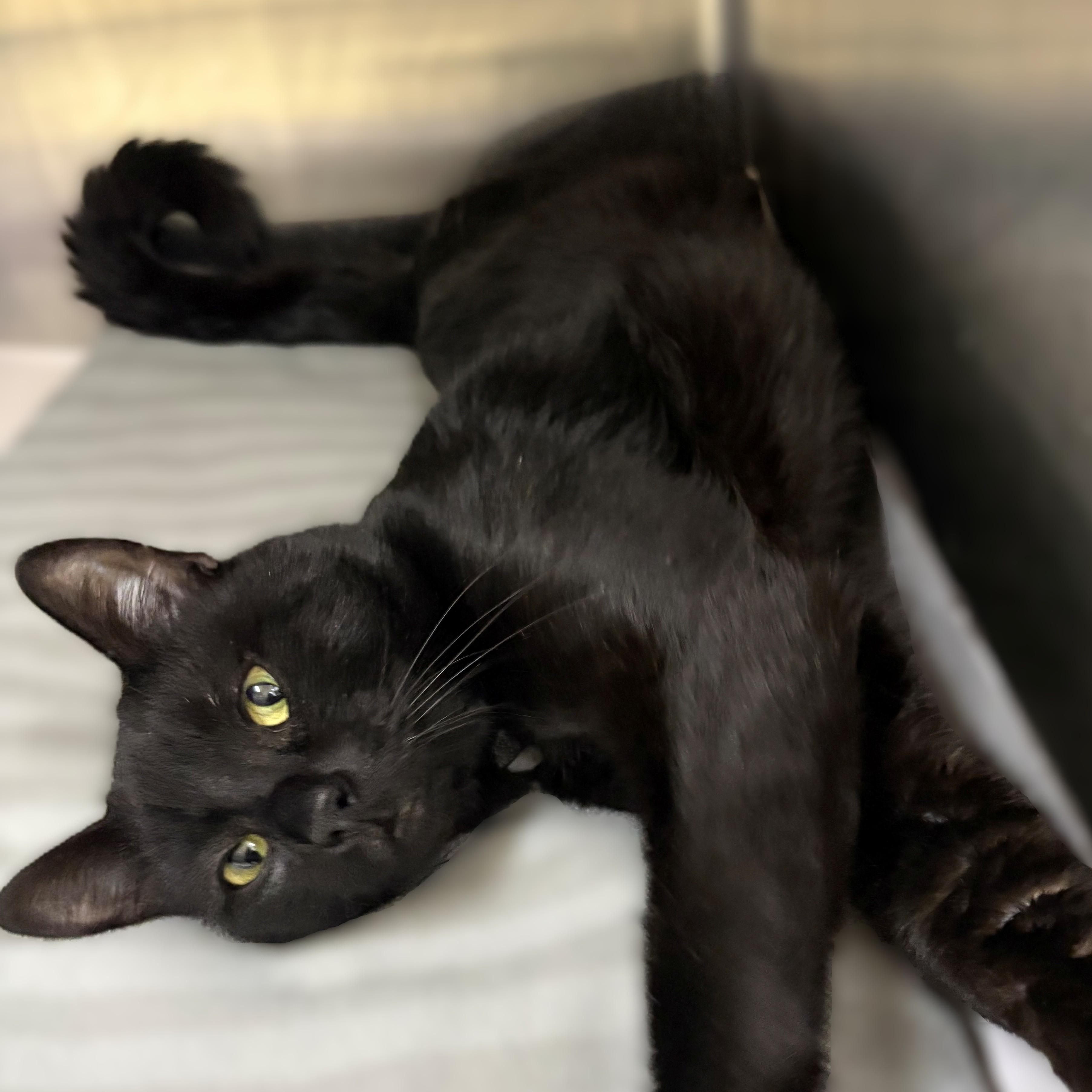 Enlarge Osiris- #51159, a ADOPTABLE Domestic Short Hair in Columbia, MD image 3/5