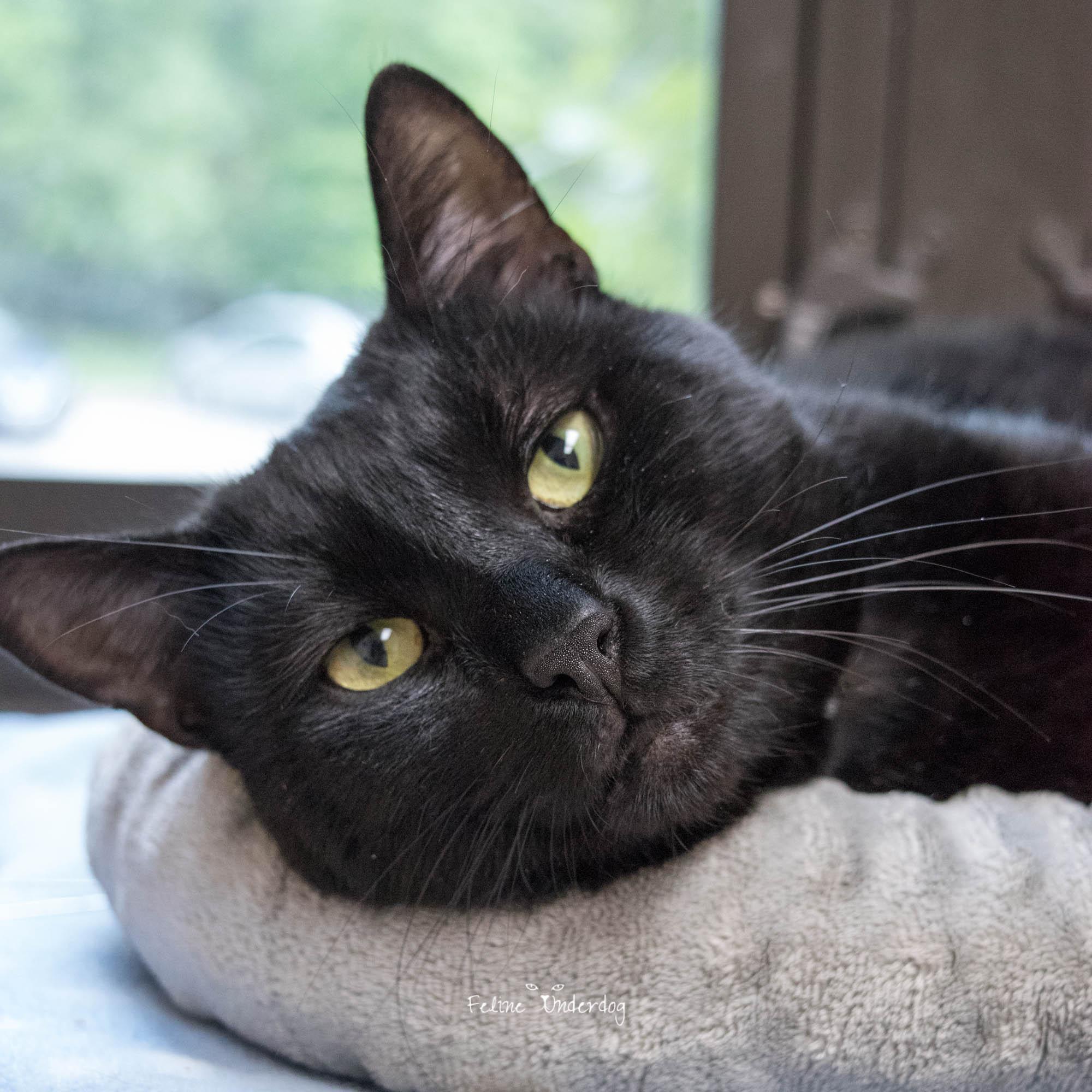 Osiris- #51159, ADOPTABLE, Young Male Domestic Short Hair.
