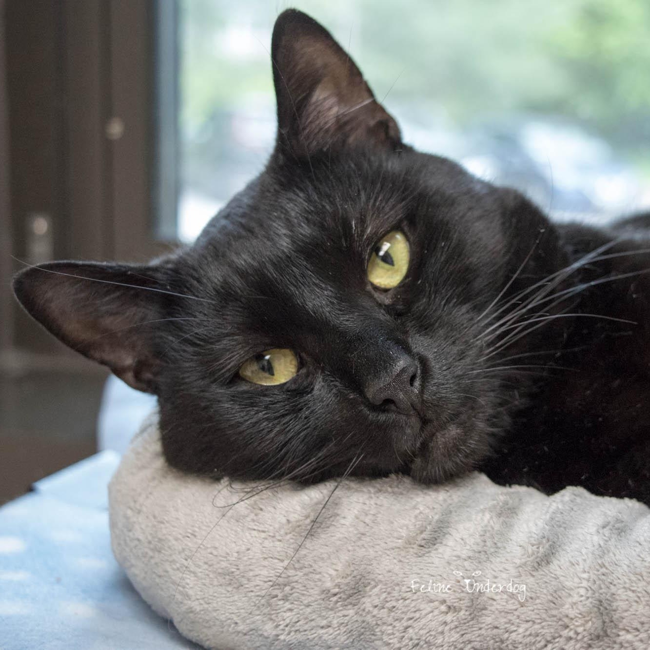 Enlarge Osiris- #51159, a ADOPTABLE Domestic Short Hair in Columbia, MD image 2/5