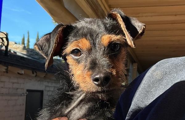 Truffle, Adoptable, Young Male Terrier & Chihuahua.