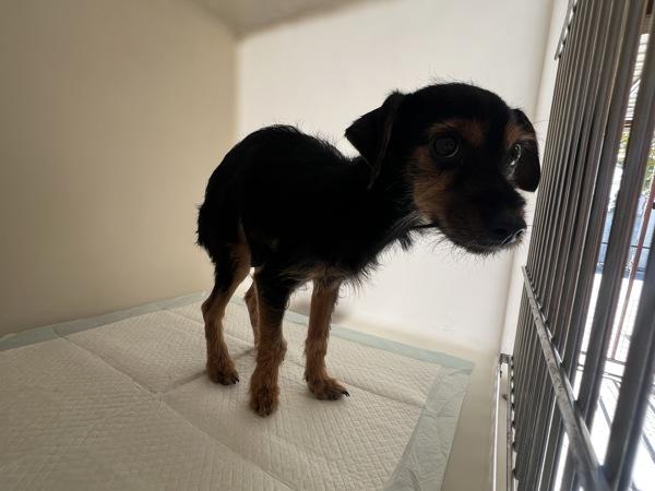 Truffle, a Adoptable mixed breed in San Gabriel, CA image 2/4