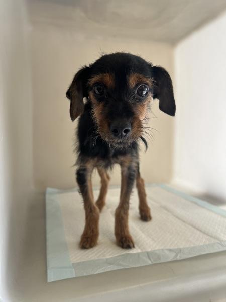 Truffle, a Adoptable mixed breed in San Gabriel, CA image 4/4
