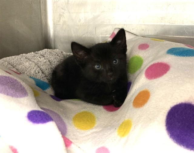 Enlarge YETI, a Adoptable Domestic Short Hair in Fremont, CA image 1/1