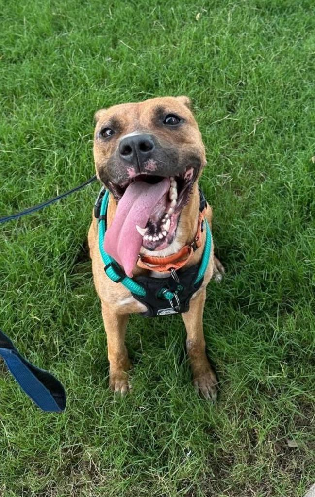 Hope, Adoptable, Young Female Boxer & Terrier.