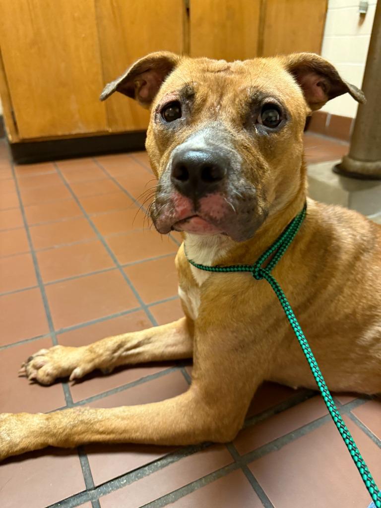 Enlarge Hope, a Adoptable mixed breed in Augusta, GA image 2/3