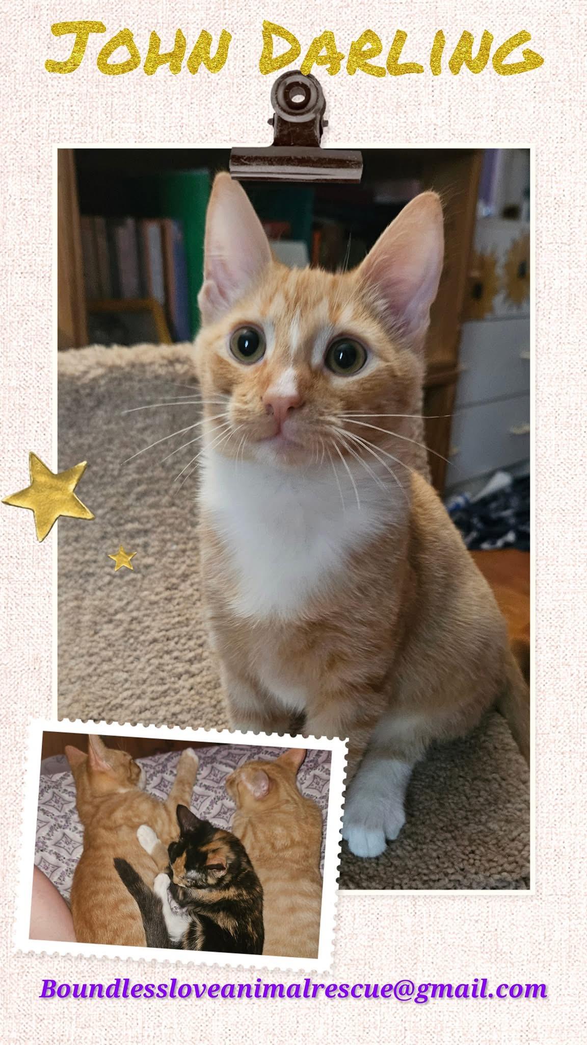 John, Adoptable, Kitten Male Domestic Short Hair.