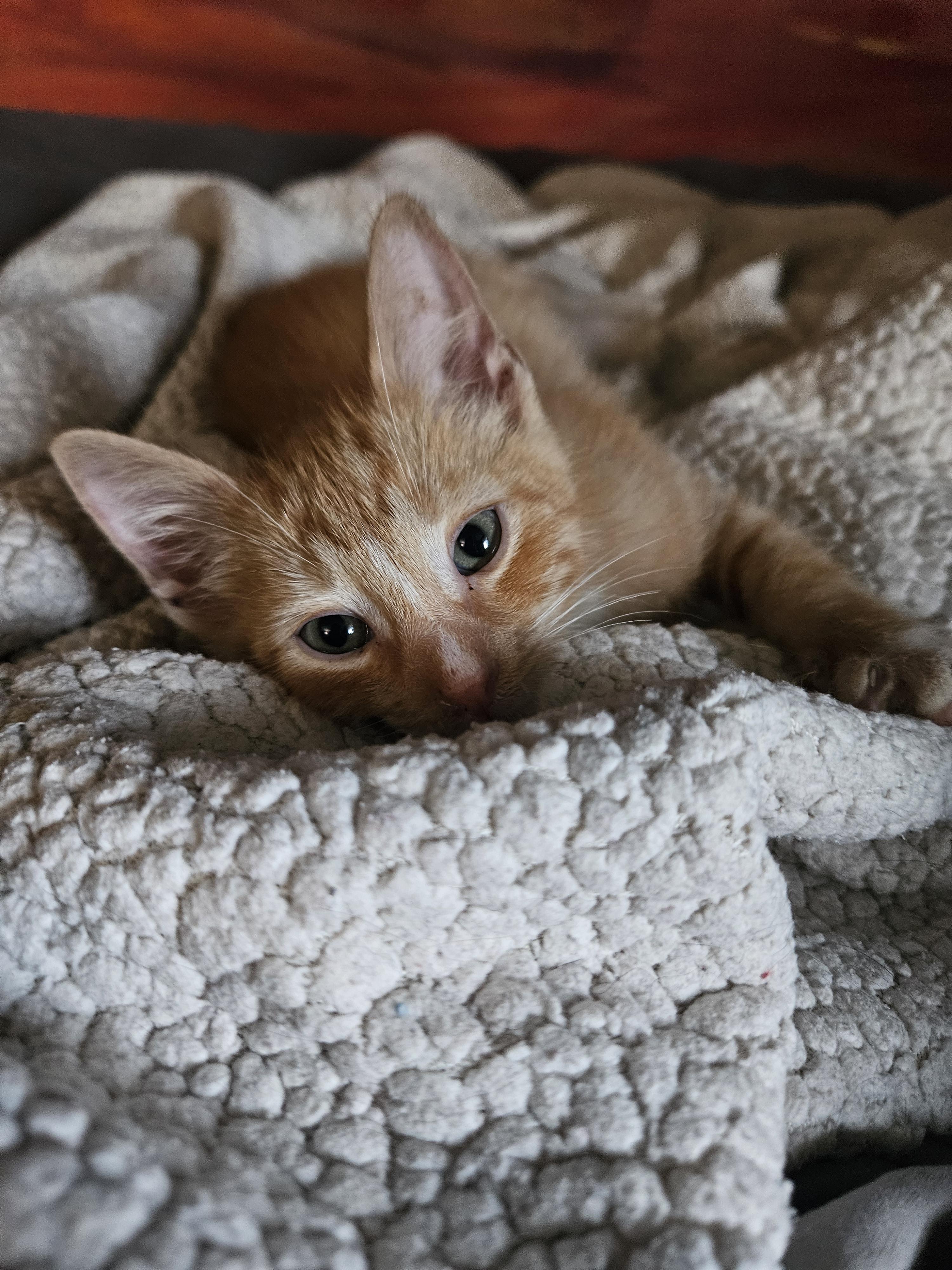 Enlarge John, a Adoptable Domestic Short Hair in Glen Burnie, MD image 2/2