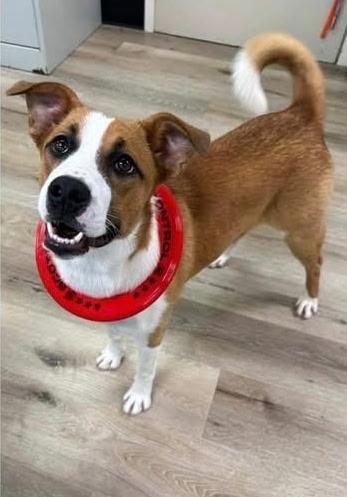 Mushu, a ADOPTABLE Labrador Retriever in Lexington, KY image 2/3