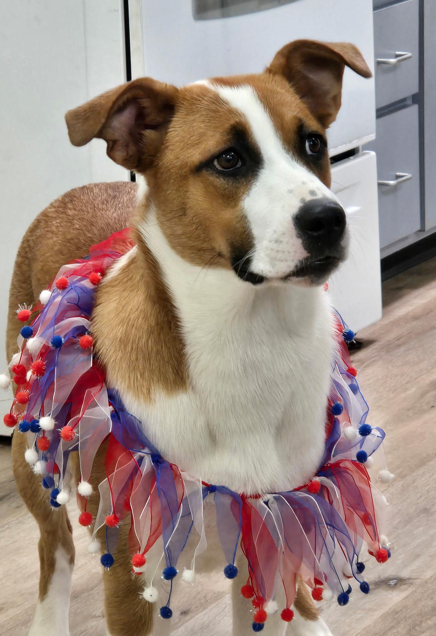 Mushu, ADOPTABLE, Young Female Labrador Retriever.