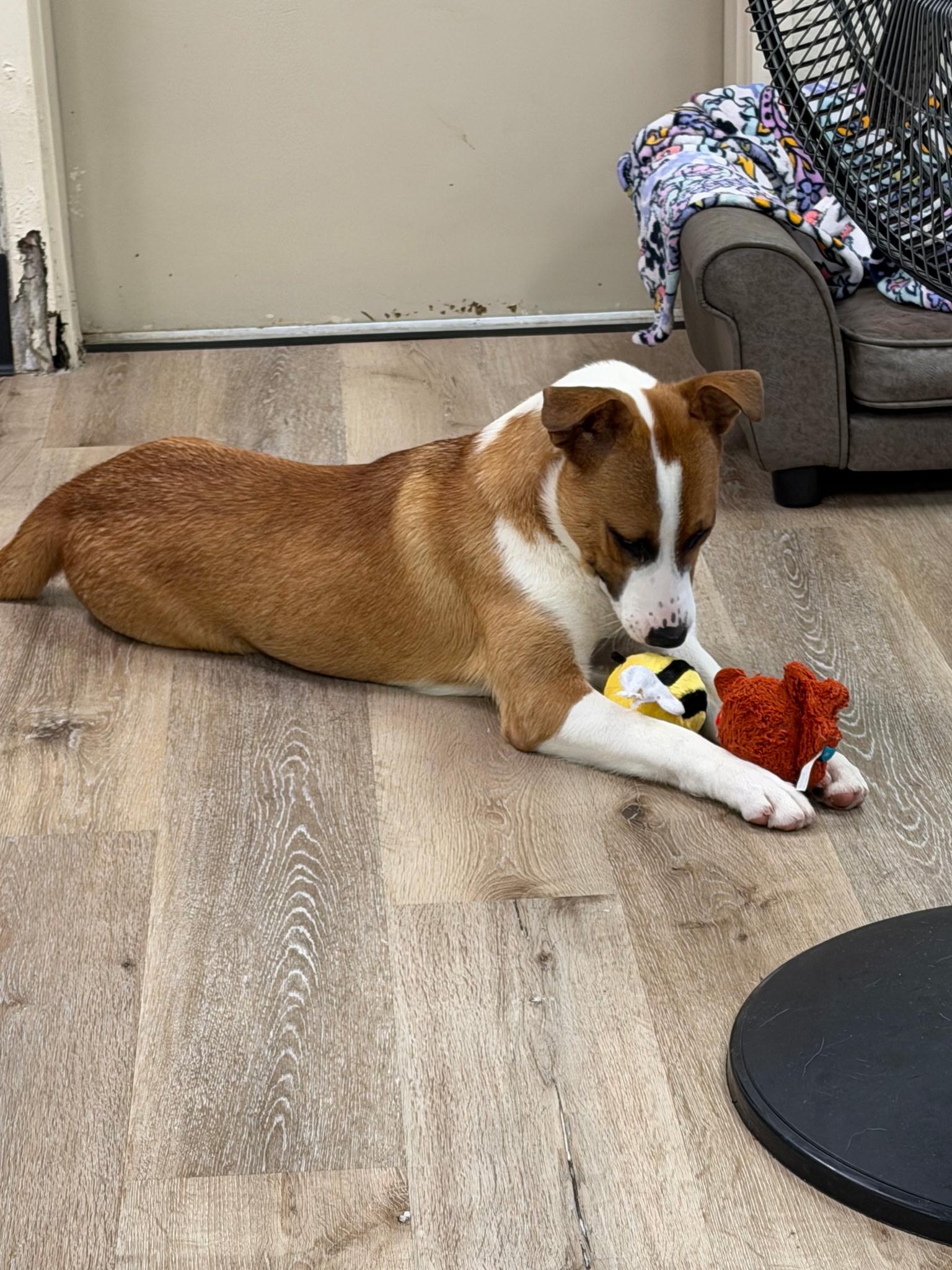 Mushu, a ADOPTABLE Labrador Retriever in Lexington, KY image 3/3