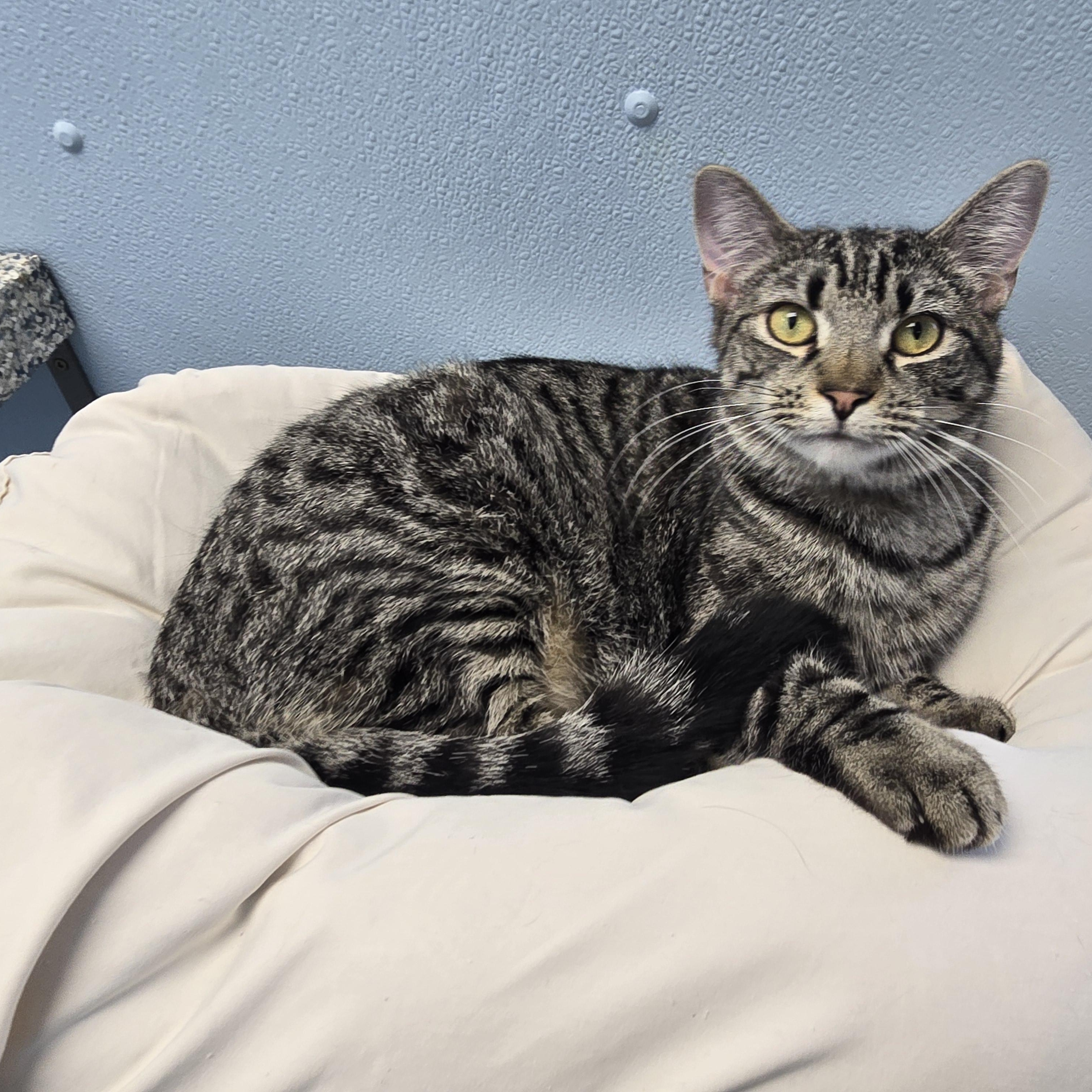 Enlarge River, a Adoptable Domestic Medium Hair in Farmington, MO image 1/3