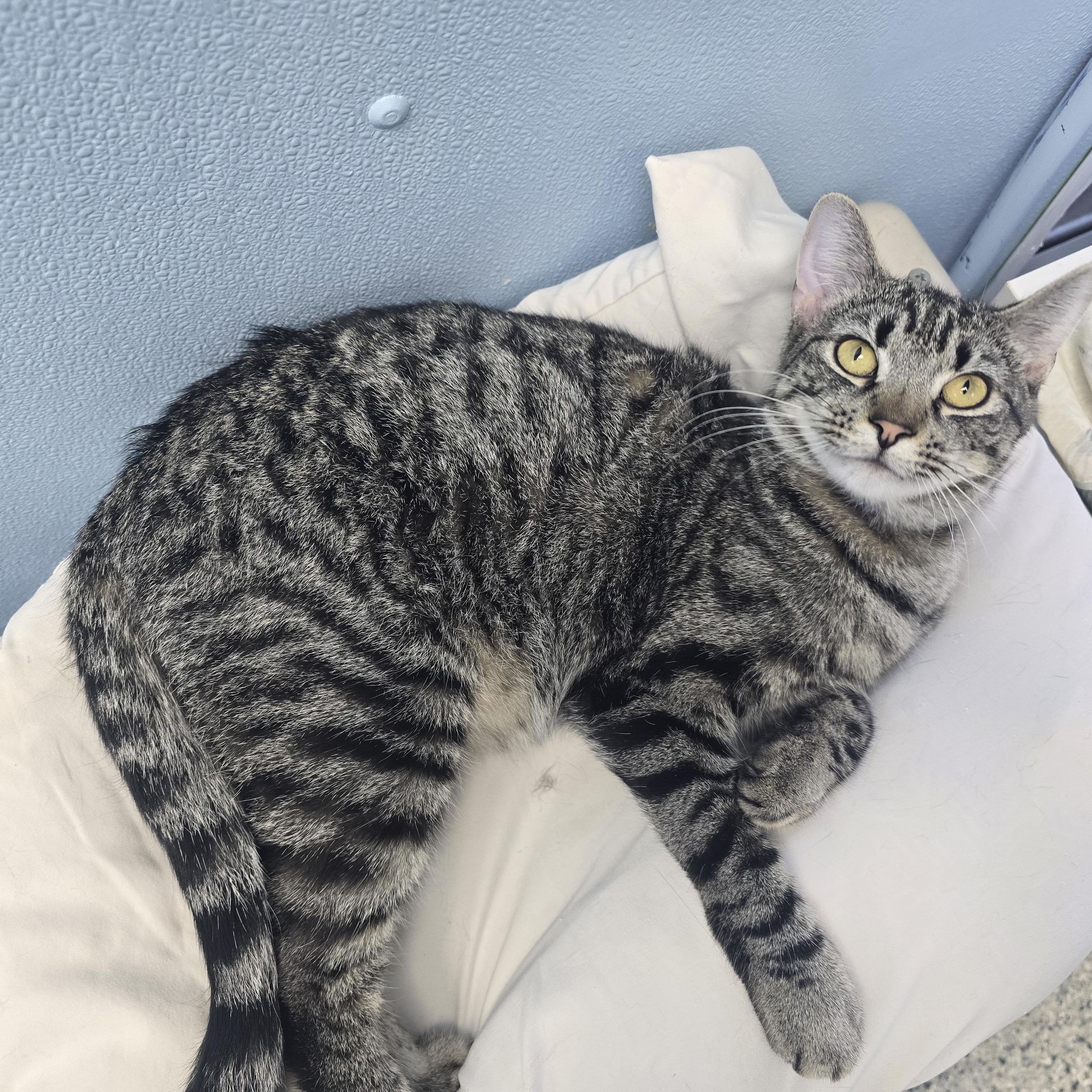 Enlarge River, a Adoptable Domestic Medium Hair in Farmington, MO image 3/3