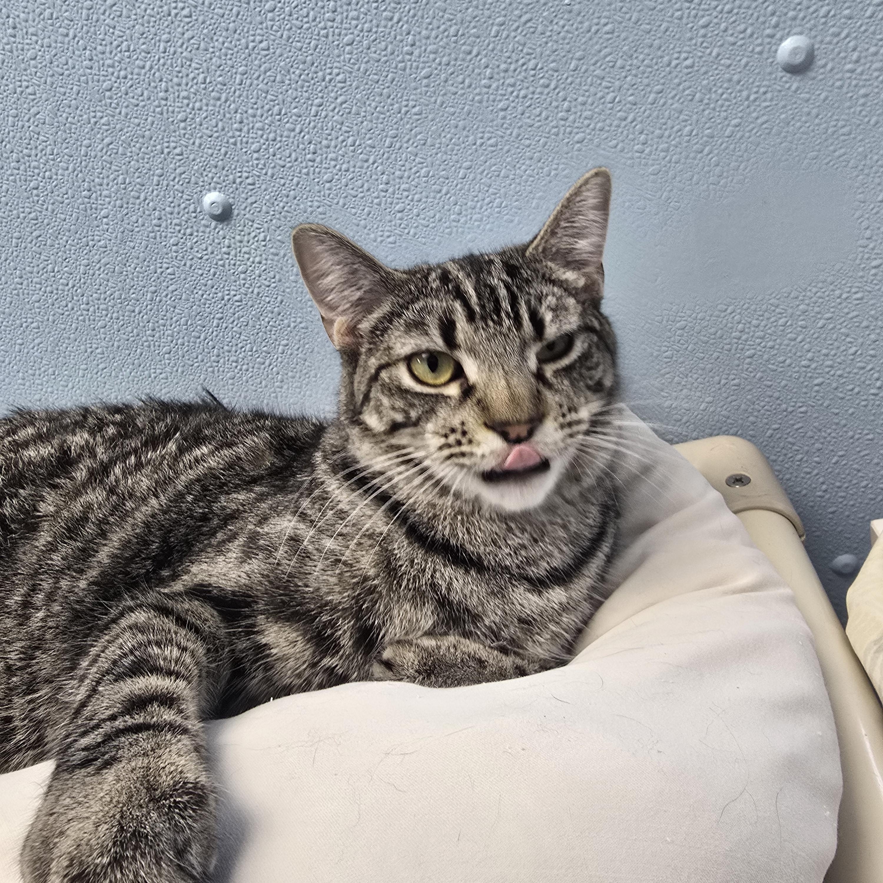 Enlarge River, a Adoptable Domestic Medium Hair in Farmington, MO image 2/3