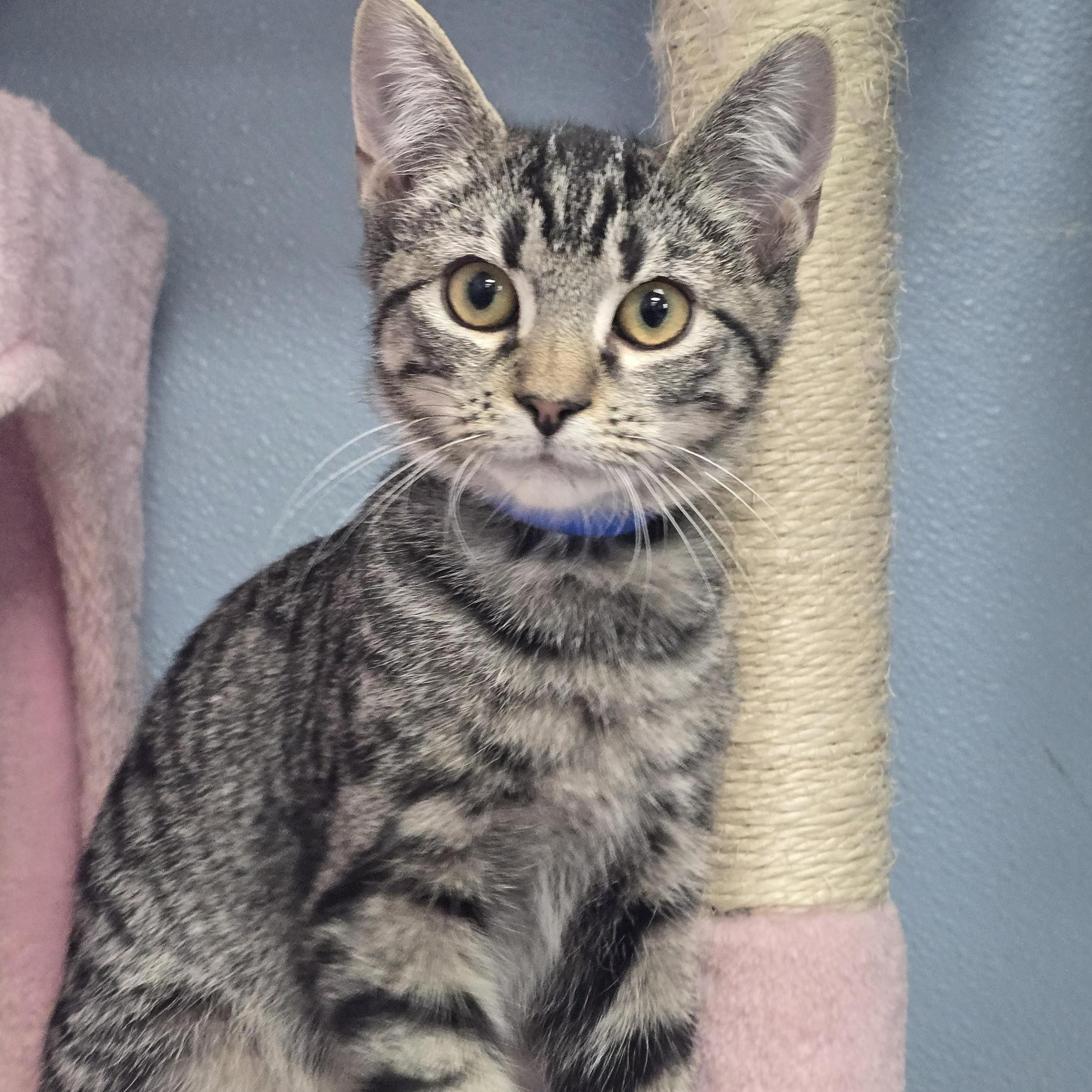 River, Adoptable, Kitten Male Domestic Medium Hair.