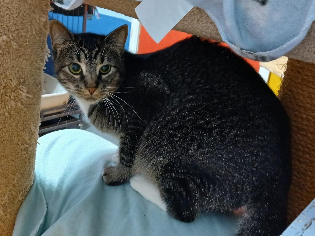 Munchkin, Adoptable, Young Female Domestic Short Hair.