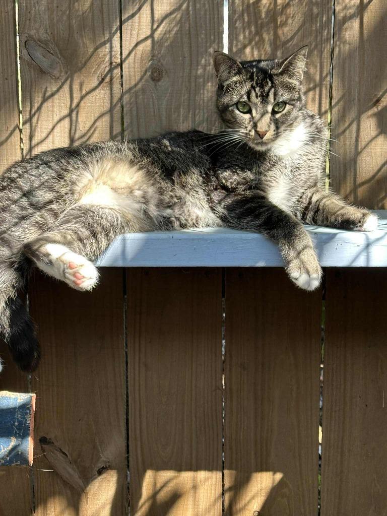 Munchkin, Adoptable, Young Female Domestic Short Hair.