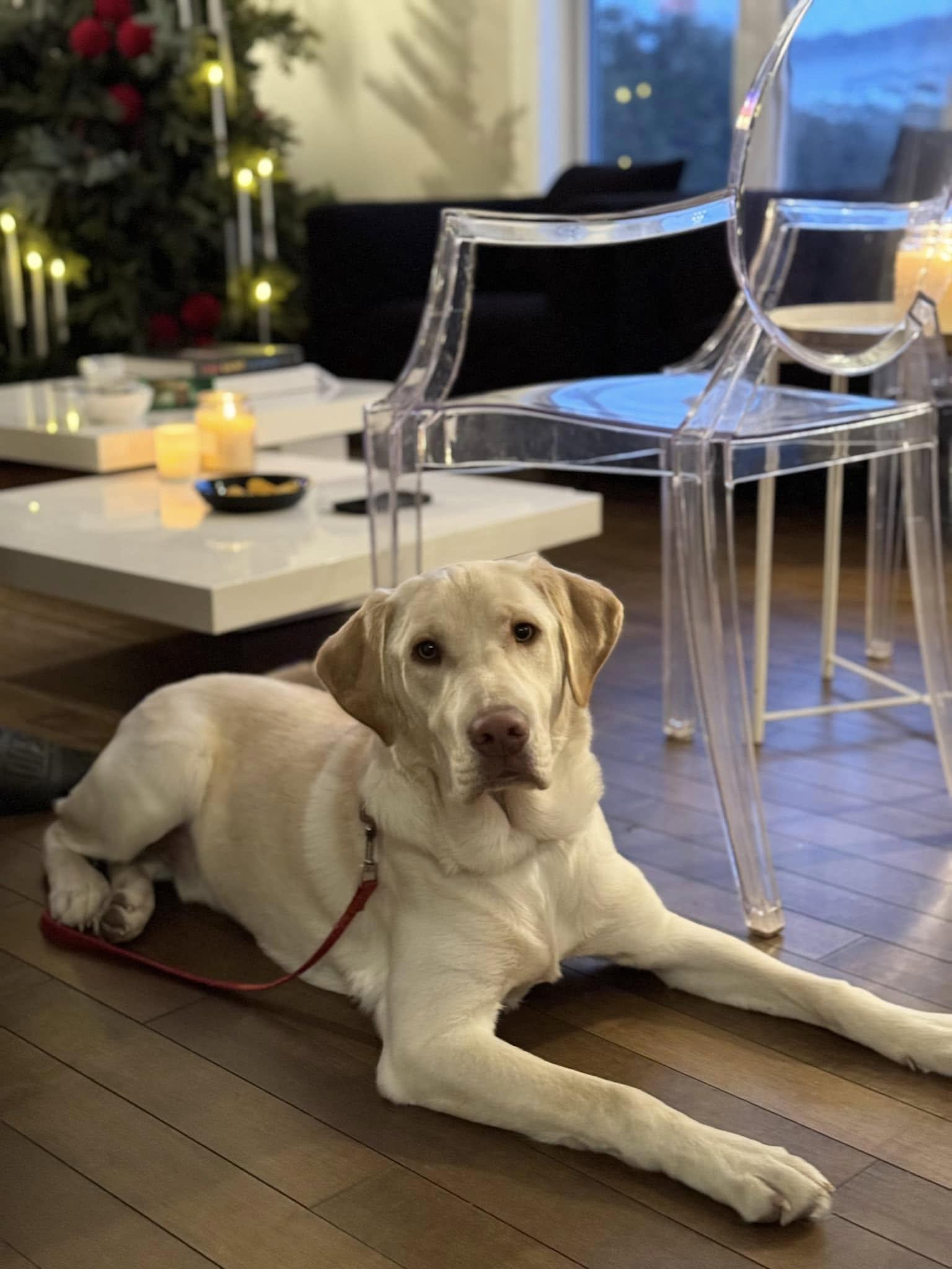 Enlarge Bubbly, a Adoptable Yellow Labrador Retriever in Montreal, QC image 2/3